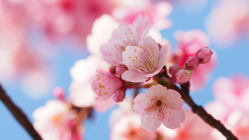 Best Places to Catch Spring Blooms in Victoria | DFH Real Estate