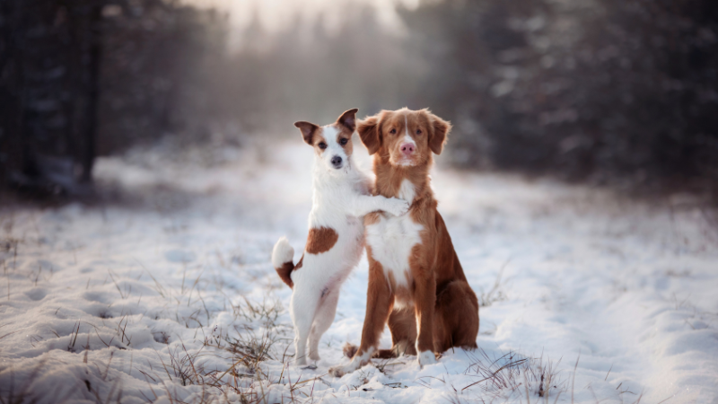 Cozy Adventures: Keeping Your Pup Active During Winter | DFH Real Estate